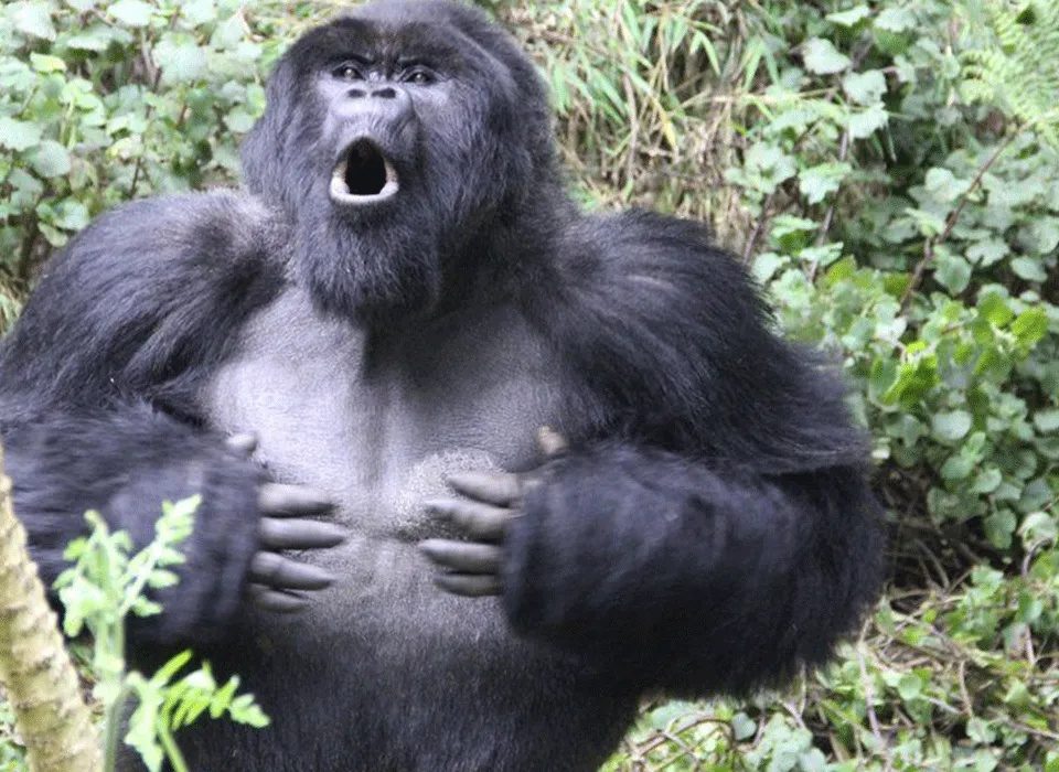 what-to-do-when-a-gorilla-charges-at-you
