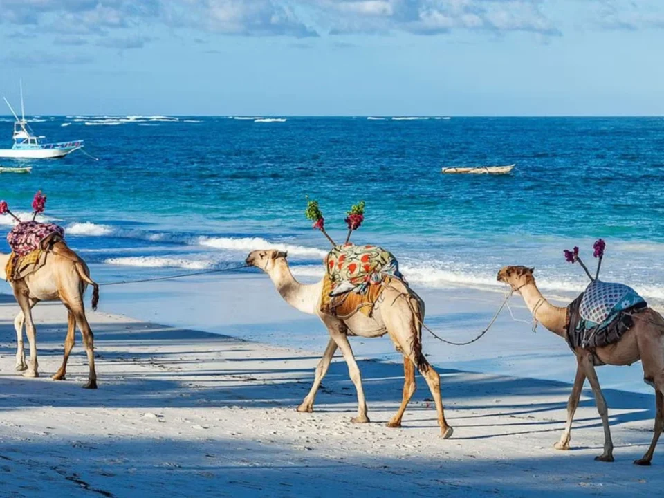 5-day-rwanda-gorilla-trekking-watamu-beach-escape