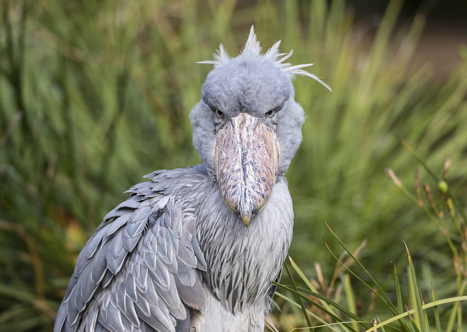 facts-about-shoebill-stork