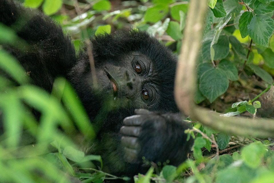 budget-gorilla-tracking-safaris-in-uganda