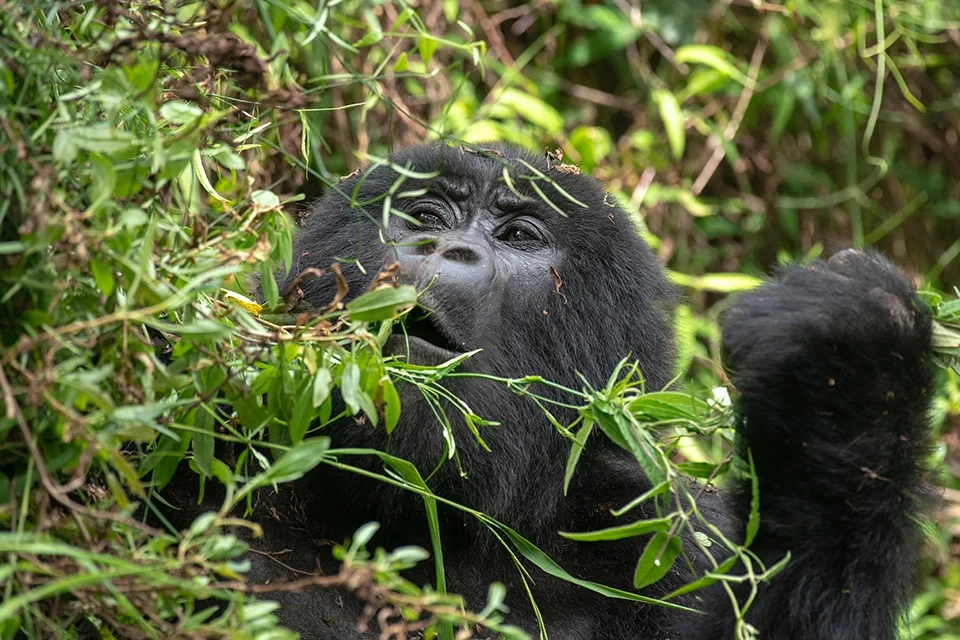 how-to-plan-a-gorilla-trekking-safari-in-uganda