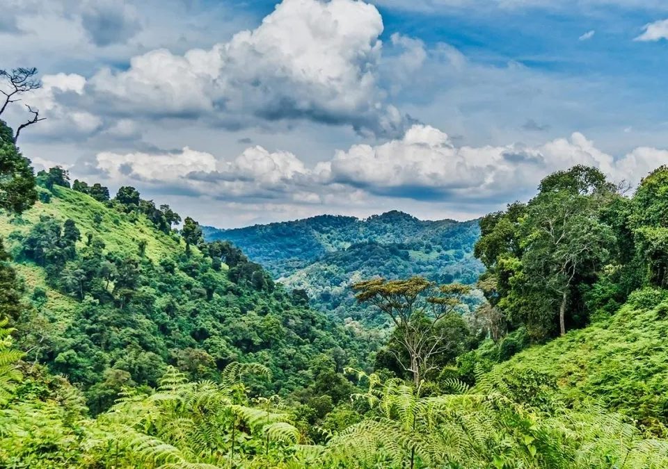 climate-weather-in-bwindi-impenetrable-national-park