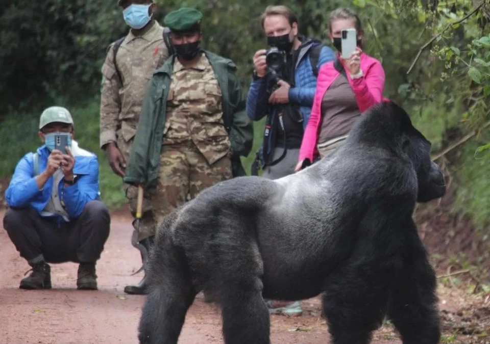 is-it-guaranteed-to-see-gorillas-or-lions-on-uganda-safari