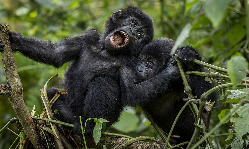 at-what-time-does-gorilla-trekking-begin-and-end-in-mgahinga-or-bwindi