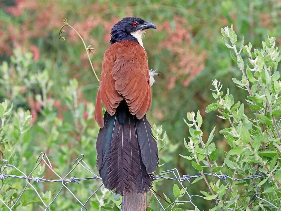 birdwatching-in-mgahinga-national-park
