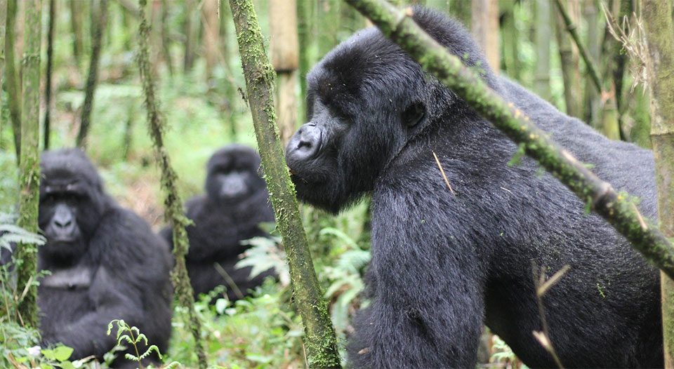 3-days-uganda-gorilla-safari-holiday-during-easter-holiday