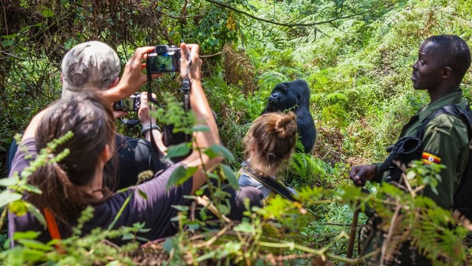 combining-gorilla-trekking-with-golden-monkey-tracking