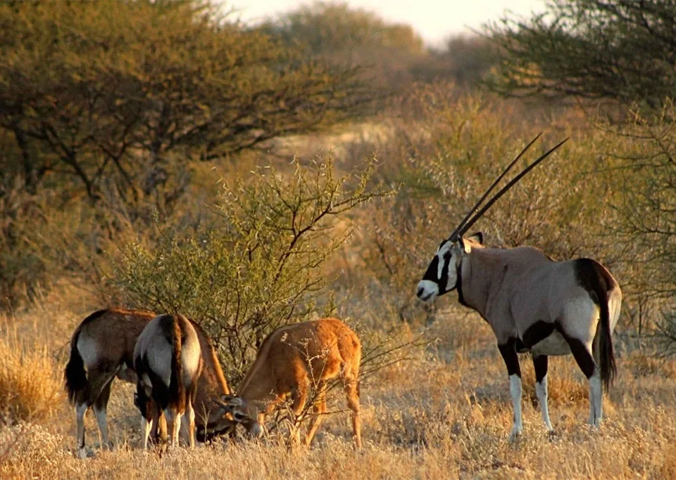 central-kalahari-game-reserve