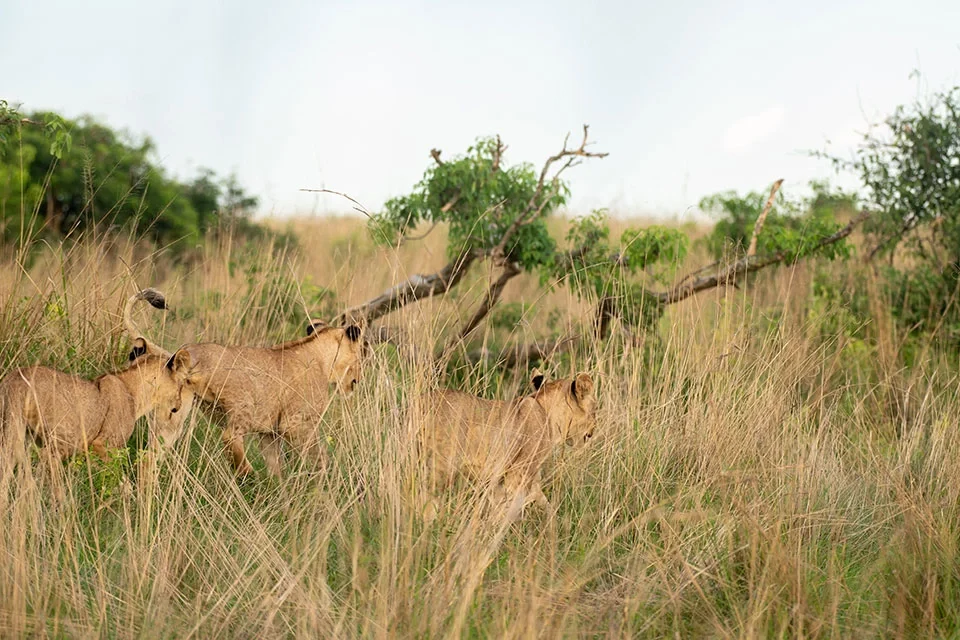 chances-of-spotting-lions-and-leopards-in-uganda