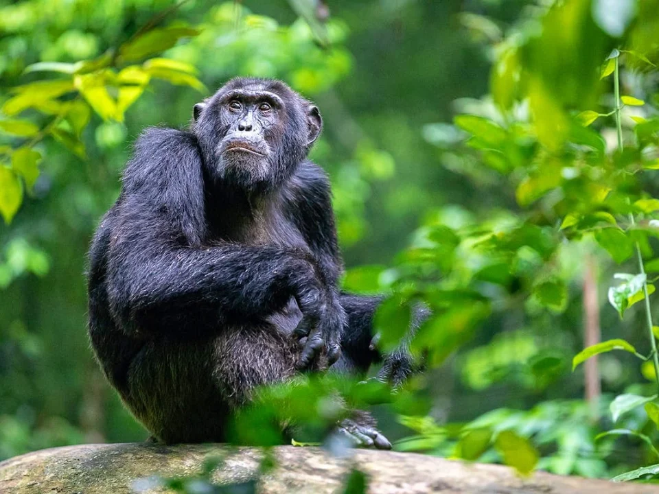 uganda-primate-tracking-safaris