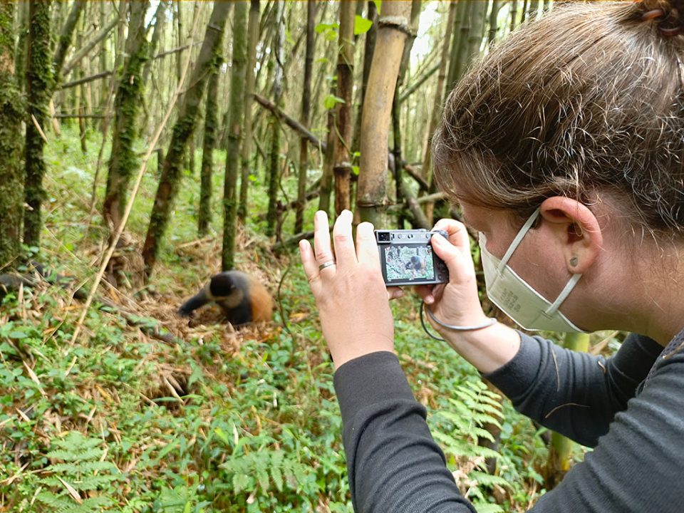 golden-monkey-tracking-in-mgahinga-gorilla-national-park