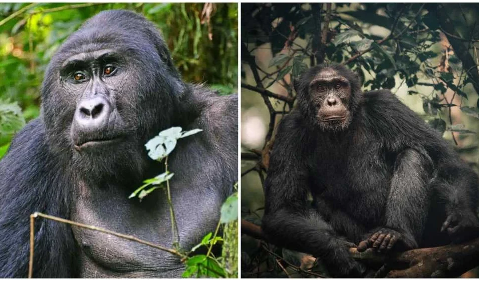difference-between-gorillas-and-chimpanzees