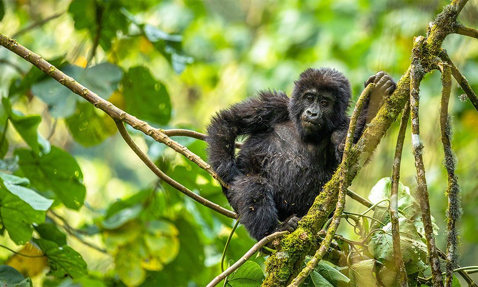 uganda-luxury-safaris-gorilla-tours