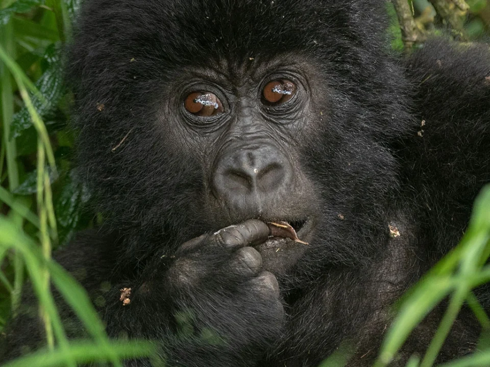 how-difficult-is-gorilla-trekking-in-uganda