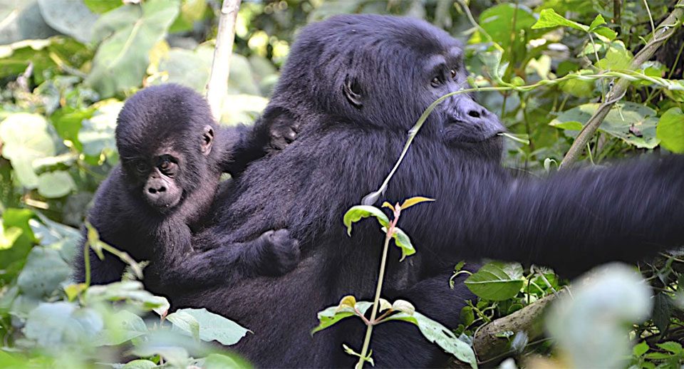 mgahinga-gorilla-national-park