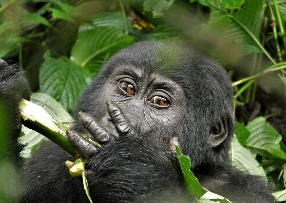 how-to-spend-more-time-with-these-gorilla-in-uganda