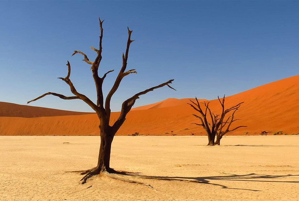 interesting-facts-about-kalahari-desert