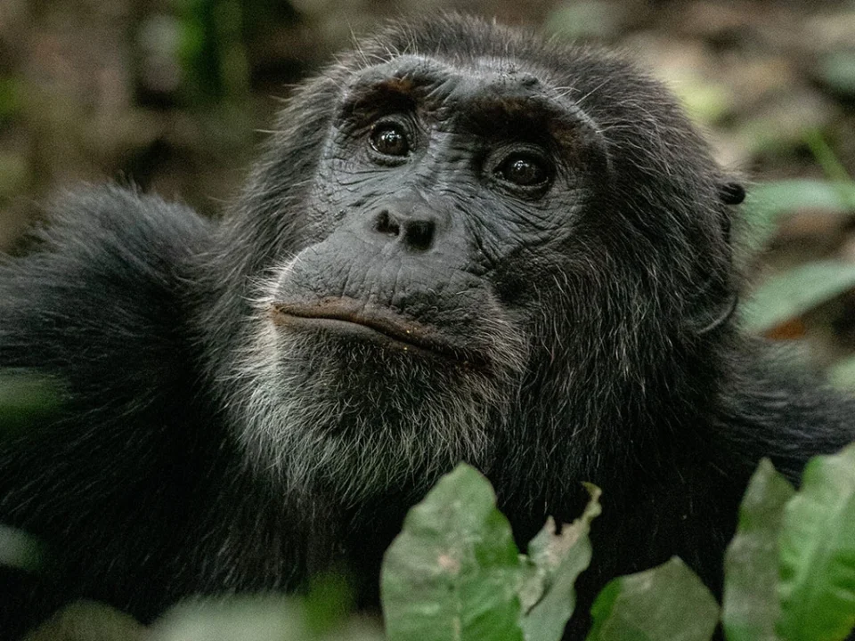 is-uganda-safe-for-tourists-everything-you-need-to-know