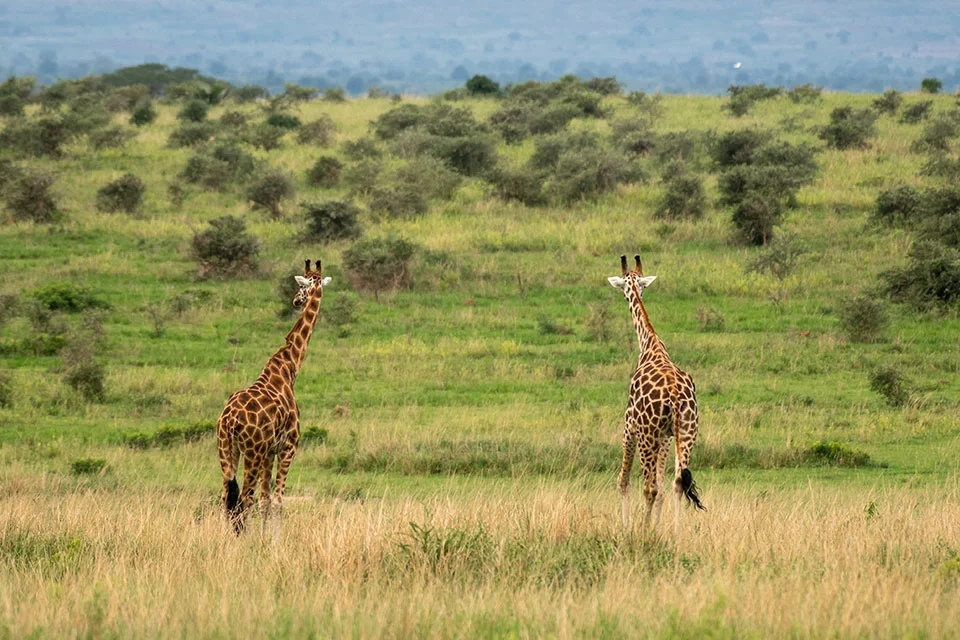 a-guide-to-ugandas-national-parks