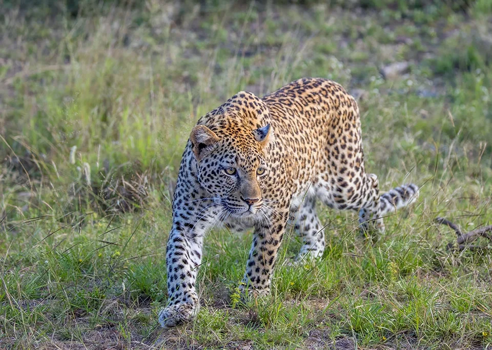 discover-the-best-safaris-in-uganda-and-africa