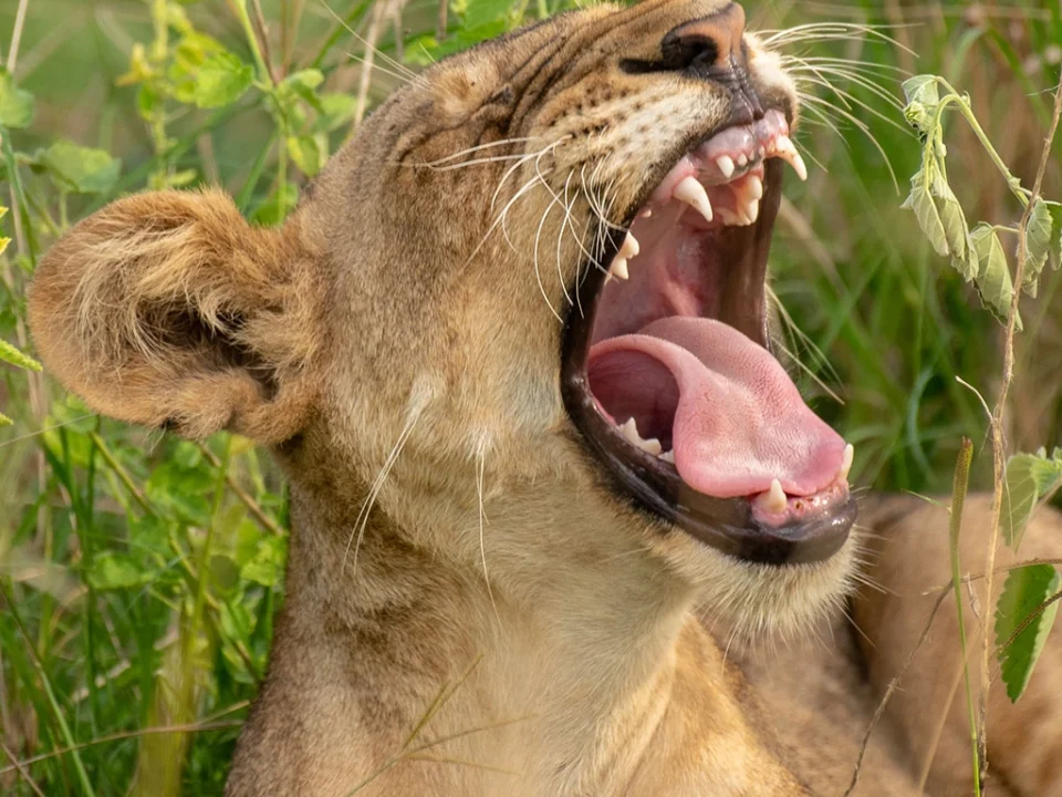 top-10-safari-animals-to-spot-in-uganda