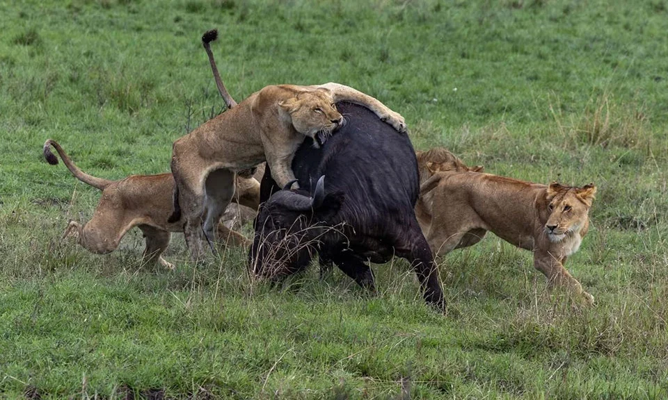 what-wildlife-can-i-see-in-uganda-and-where
