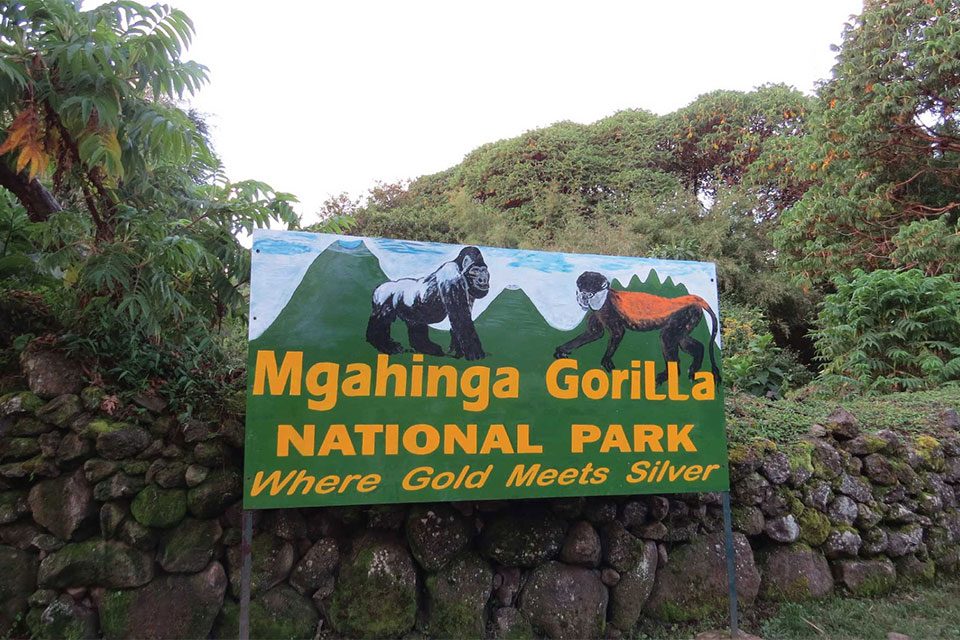 where-gold-meets-silver-on-uganda-safaris