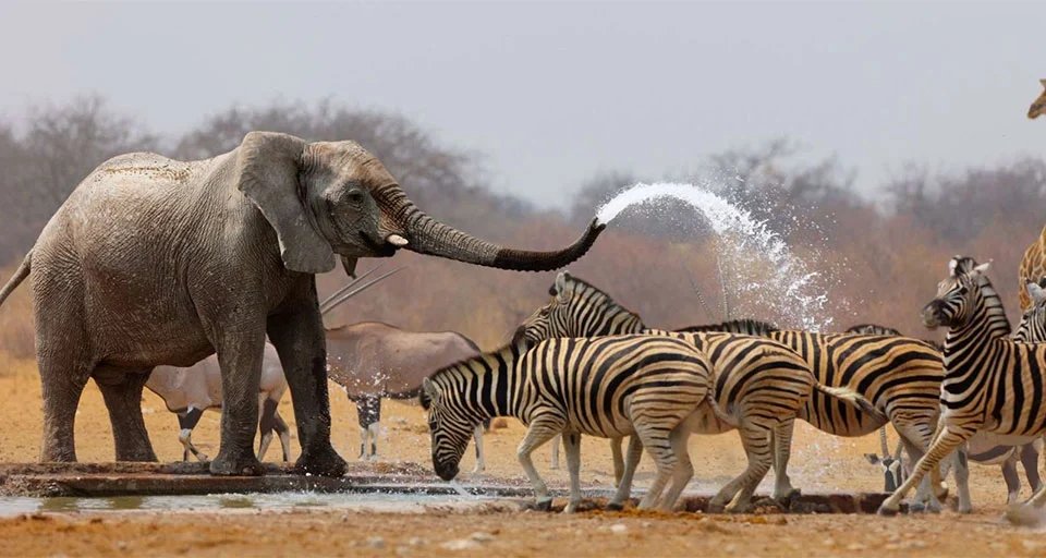 wildlife-youll-spot-on-safari-in-namibia