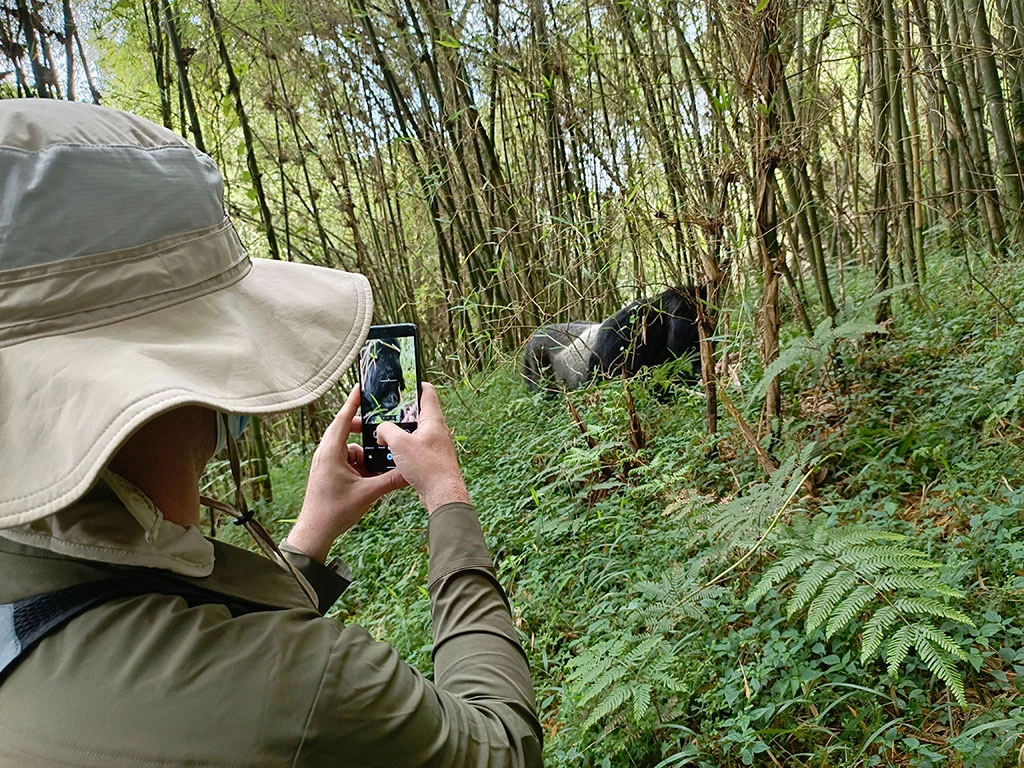 gorilla-tracking-on-budget-basis