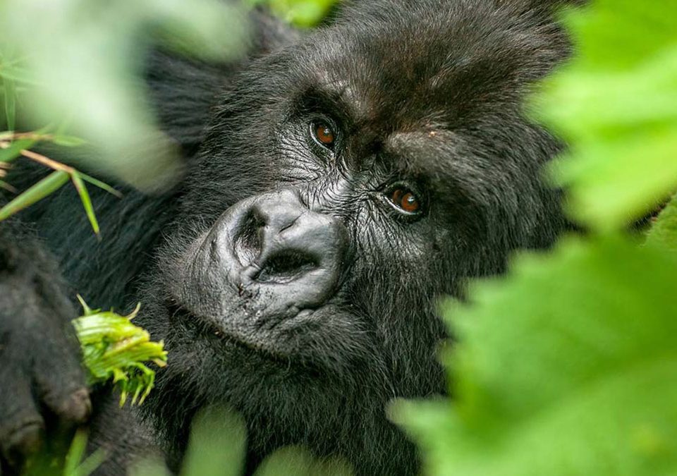 how-many-days-do-you-need-for-gorilla-safari-in-uganda-and-rwanda