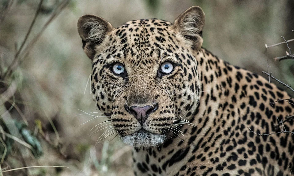 where-can-i-see-leopards-in-uganda