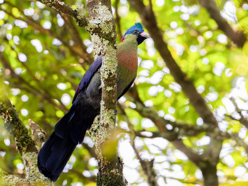 birds-found-in-mgahinga-national-park
