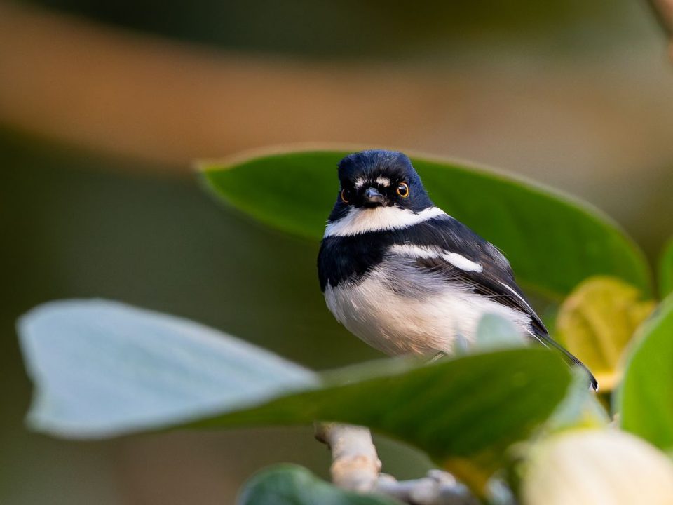 rwanda-birding-safaris
