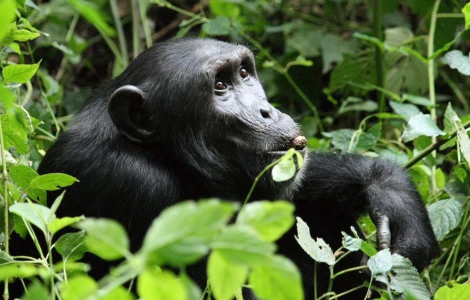 why-are-chimpanzees-in-bwindi-not-habituated