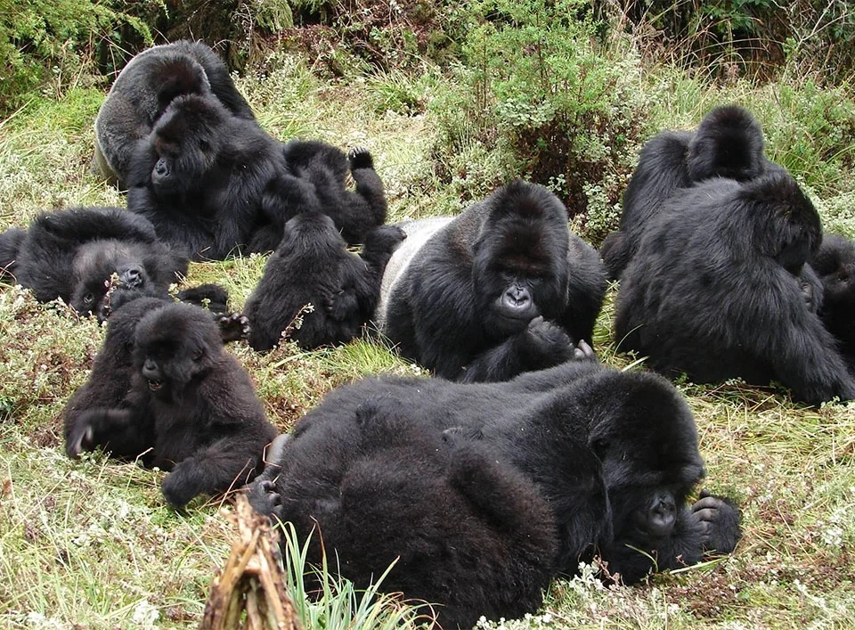biggest-gorilla-family-in-bwindi-national-park