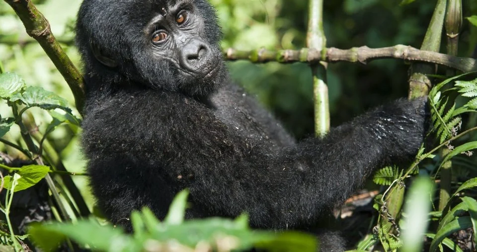 gorilla-trekking-safari-costs-for-2026