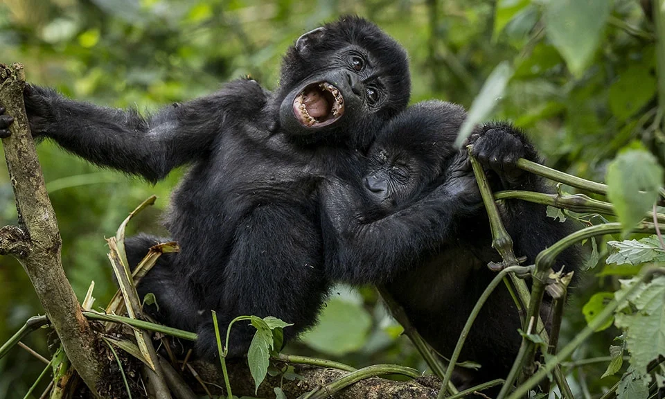 how-easy-is-gorilla-trekking-in-mgahinga-national-park