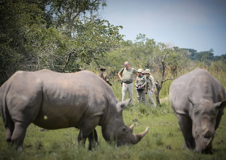 rhino-tracking-tours-in-uganda