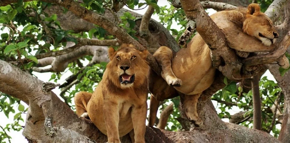 5-day-uganda-big-five-and-gorilla-tracking-tour