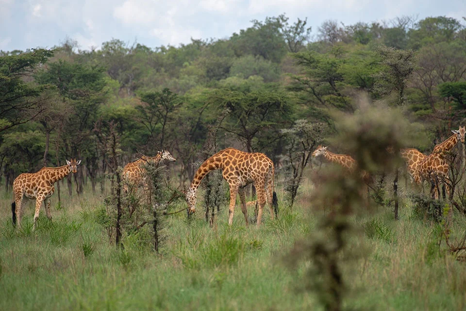 uganda-rwanda-connecting-safaris