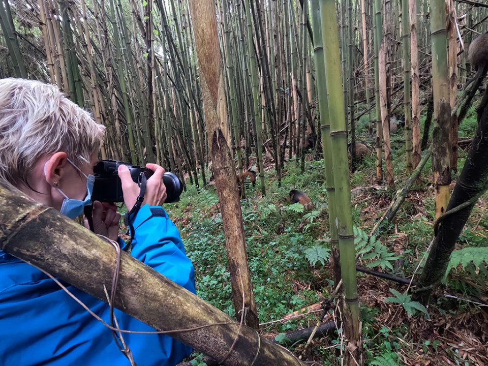 where-to-do-golden-monkey-tracking-in-uganda