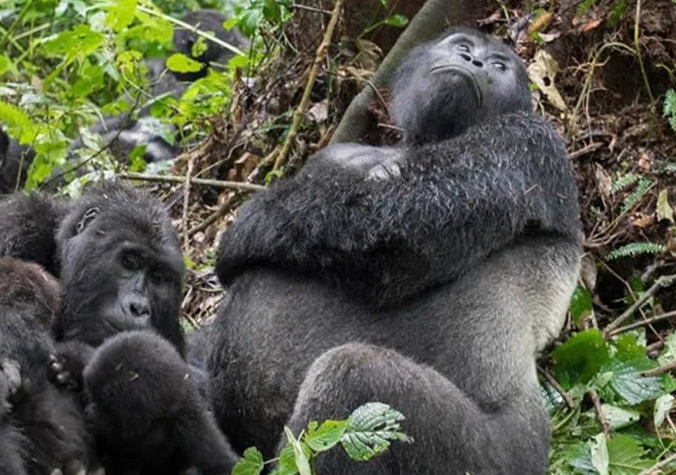 gorilla-tracking-in-bwindi-starting-from-rwanda