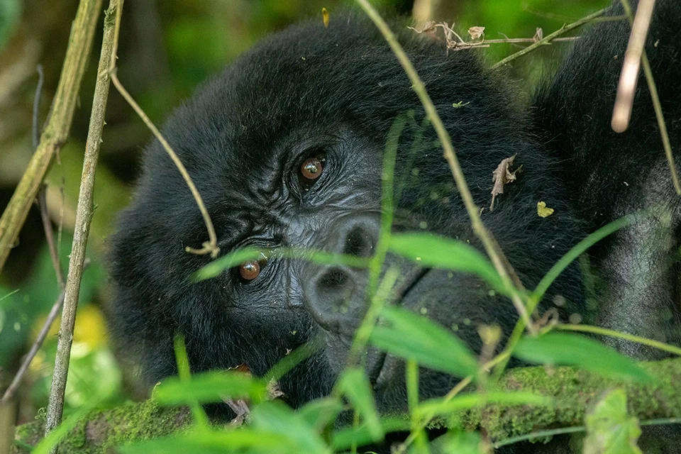 combining-uganda-and-kenya-for-safari