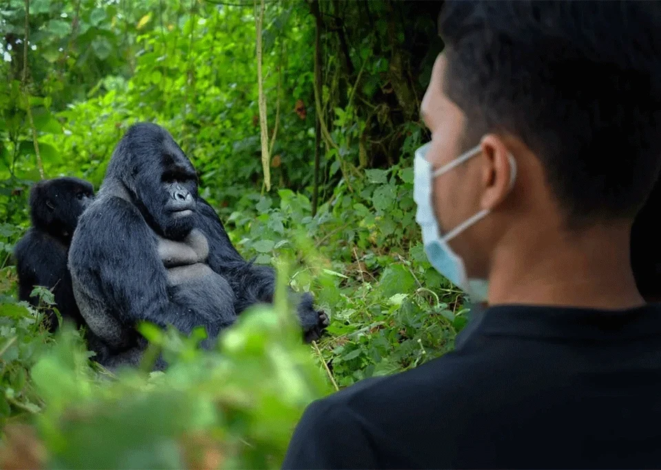 gorilla-trekking-and-golden-monkey-tracking-in-mgahinga-national-park
