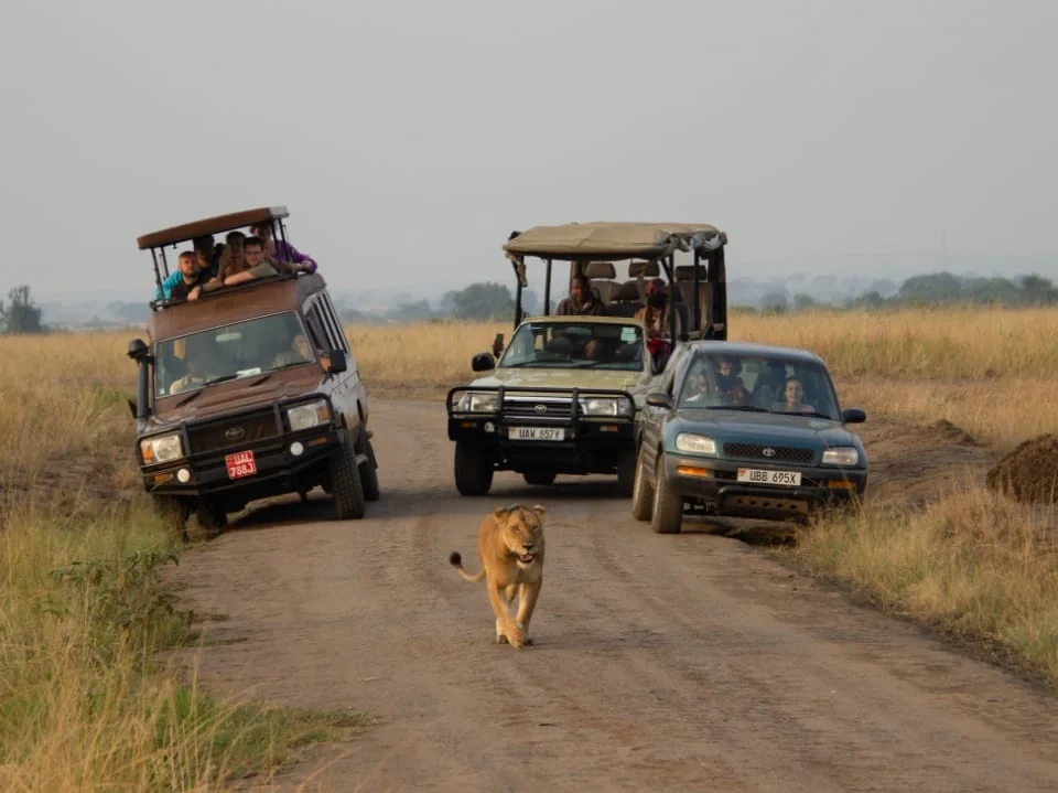 where-to-see-lions-in-uganda