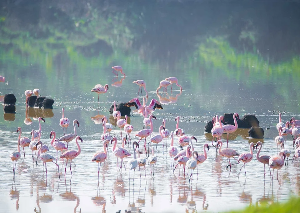 visiting-the-flamingos-in-uganda