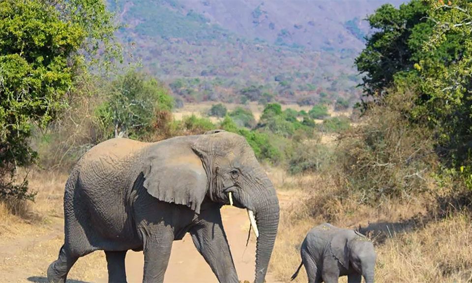 where-to-see-big-five-in-rwanda