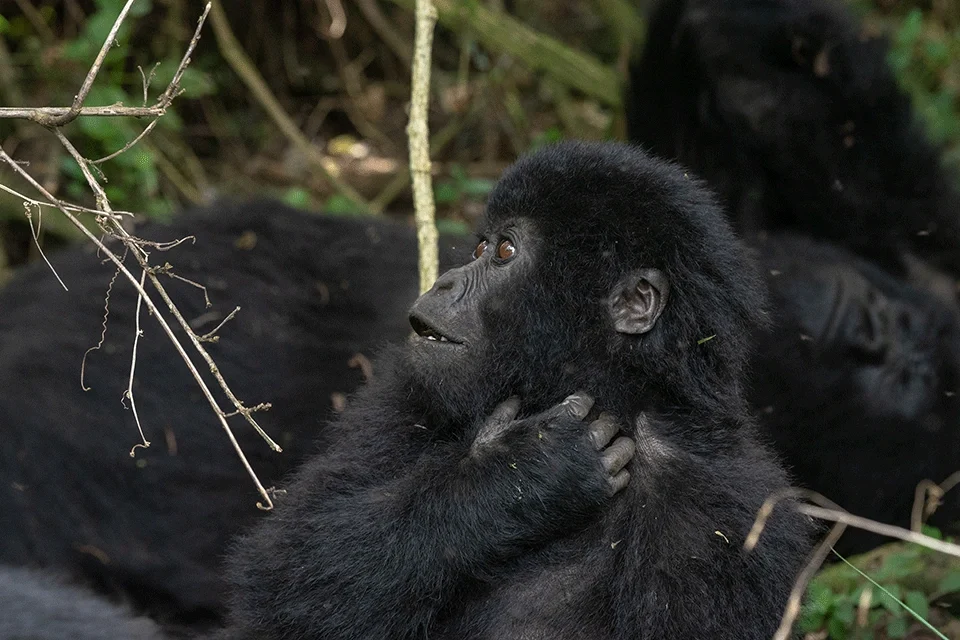 how-many-days-do-you-need-for-gorilla-trekking-safari