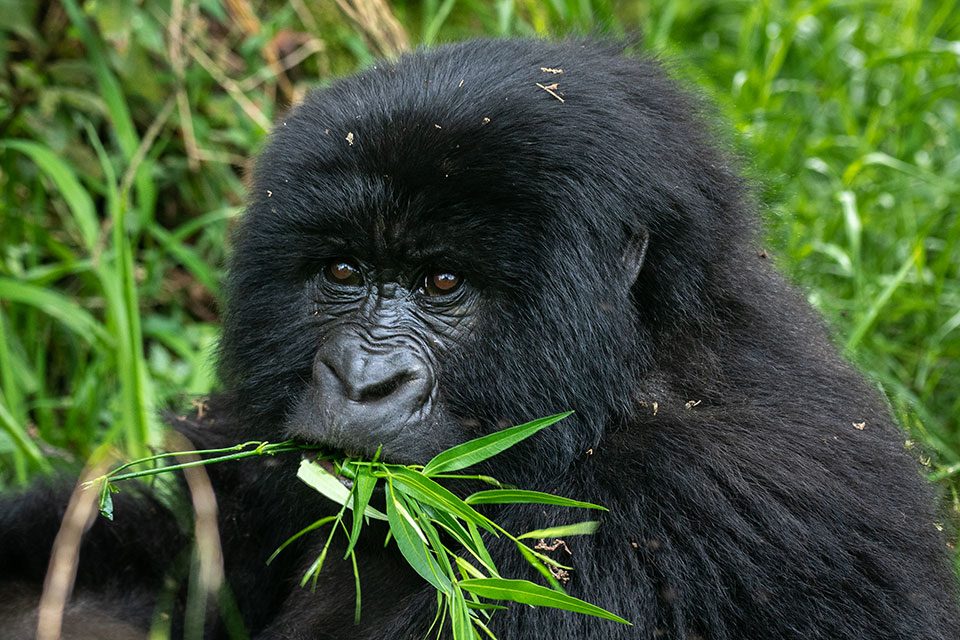combining-gorilla-trekking-in-uganda-and-rwanda