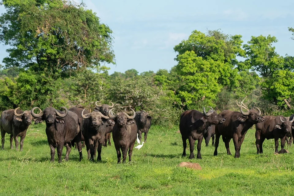 one-week-of-gorilla-and-big-five-safari-in-uganda-uganda-safari
